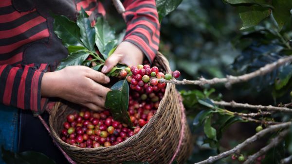 Woman Picking Specialty Java Coffee Cherry at a Coffee Farm